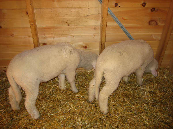 01Lambs