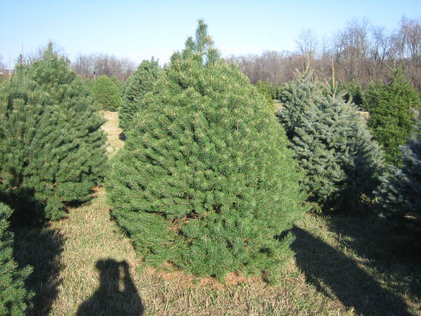 04XmasTree