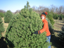 01XmasTree