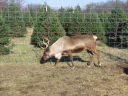 02Reindeer