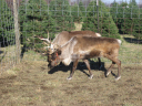 03Reindeer