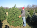 03XmasTree