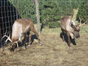 04Reindeer