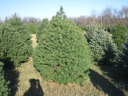 04XmasTree